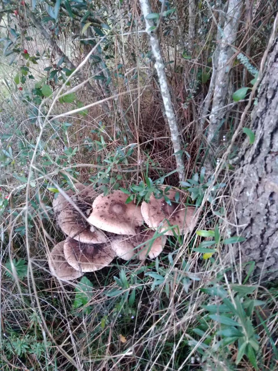 Quintinha Do Casal Ruivo Villa Figueiro Dos Vinhos Luaran gambar