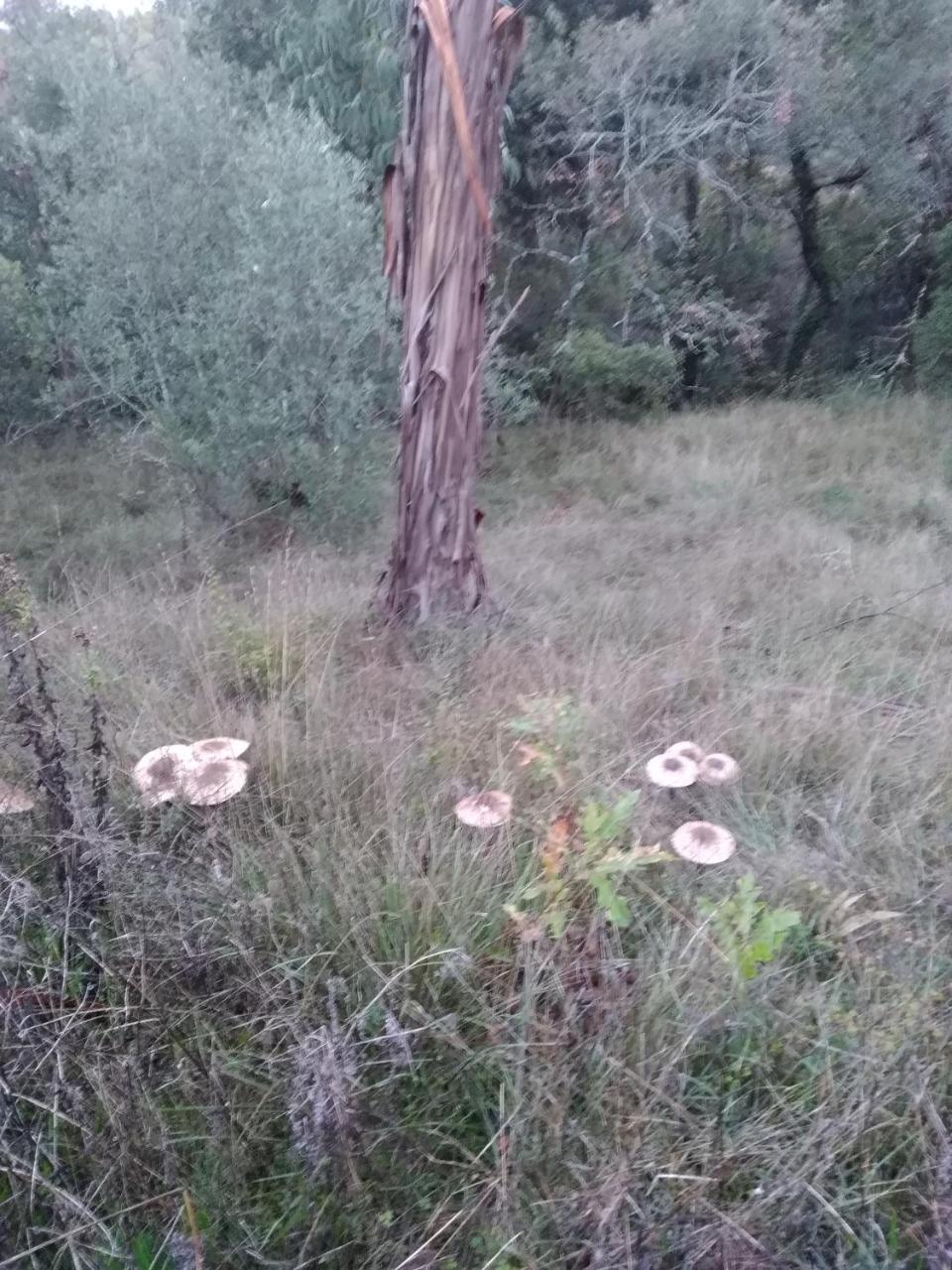Quintinha Do Casal Ruivo Villa Figueiro Dos Vinhos Luaran gambar